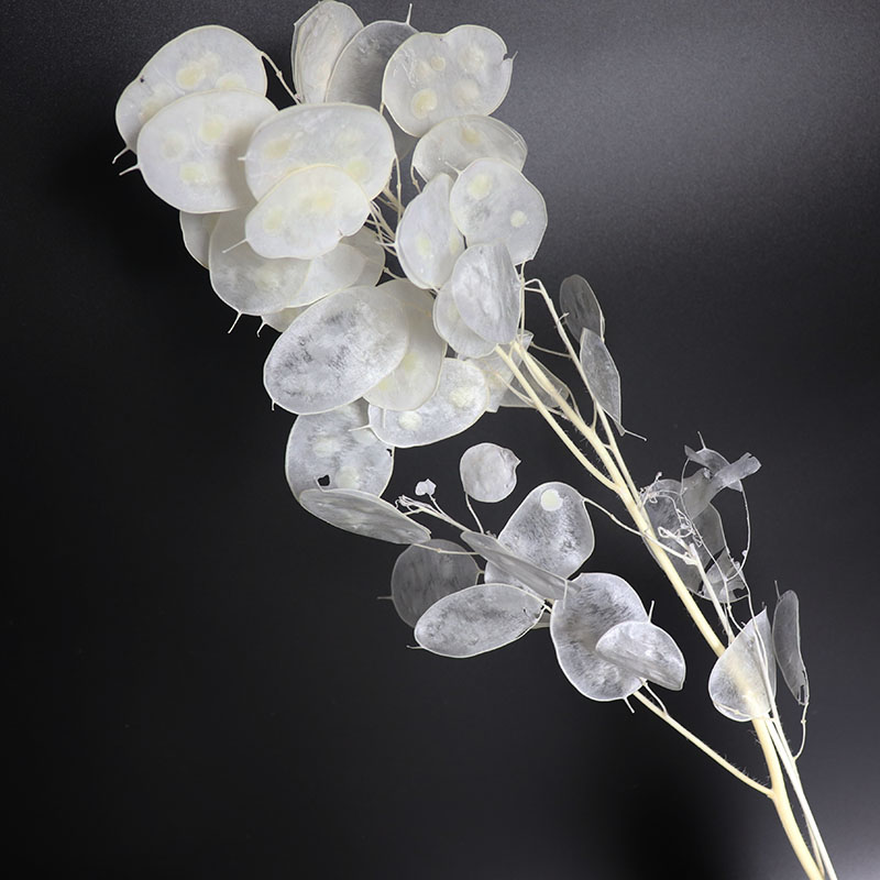 Preserved Lunaria Flowers for  - Eucalyptus Preserved 评论和价格