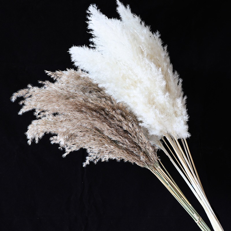 10Pcs Colorful Natural Reeds P - Florist Supply Vases 评论和价格